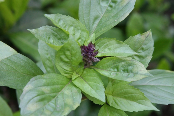 Basil Cinnamon