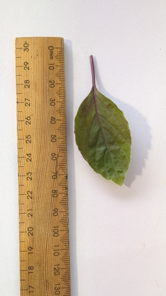 Leaf of the Basil - Holy