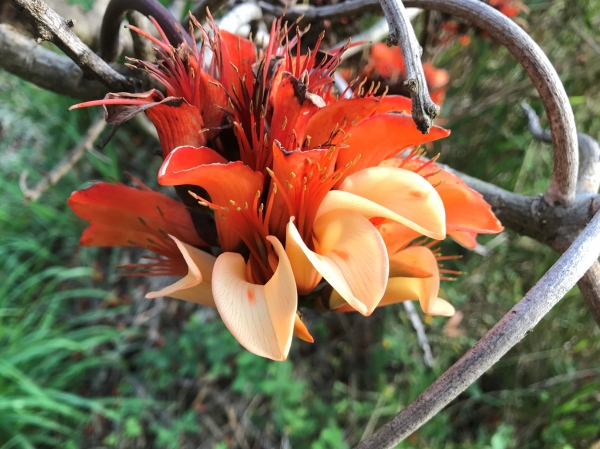 The trunk of a Batswing Coral tree, note the protusions which are a feature of this tree.