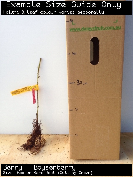 Berry - Boysenberry For Sale (Size: Medium Bare Root) (Cutting Grown)