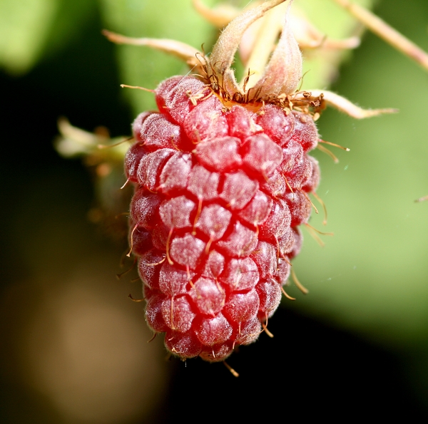 Loganberry Perfectly ripe. It wasn't there a few moments later