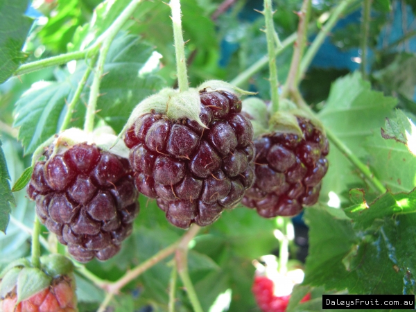 Berry Youngberry Tree - Rubus ursinus