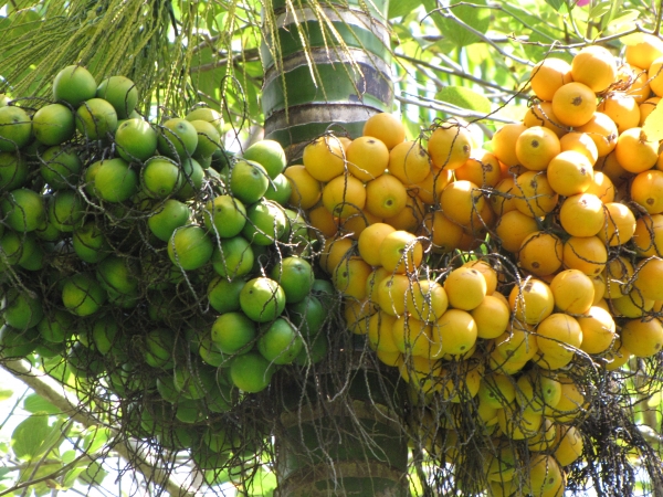 Betel Nut Palm