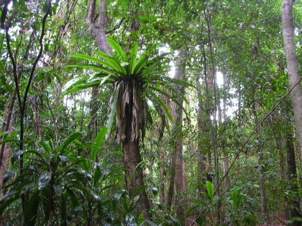 Birds Nest fern Asplenium australasicum Epiphytic Asplenium australasicum, Alexandria Bay, Noosa National Park