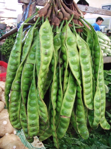 Bitter bean Parkia speciosa seeds