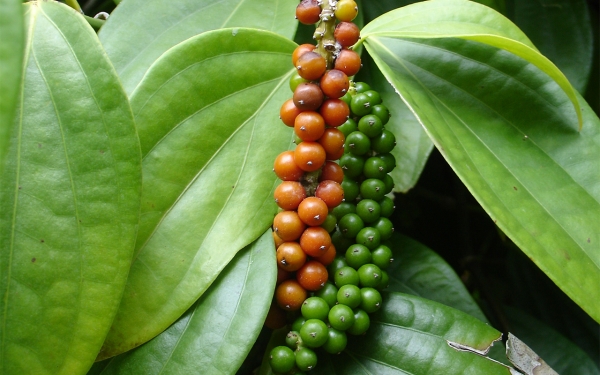 Black Pepper Vine