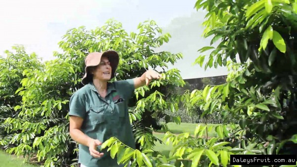 Pruning black sapote