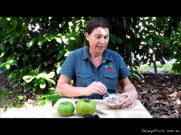 Opening and using Black Sapote Fruit