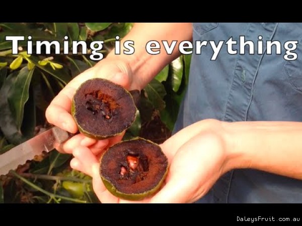 When is a black sapote ripe