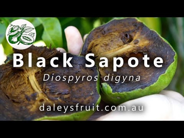 Growing Black Sapote Fruit Trees in Australia Youtube Video