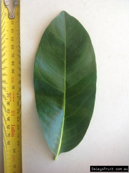 Leaf of the Black Sapote Maher
