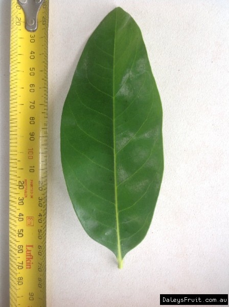 Leaf of the Black Sapote Seedling