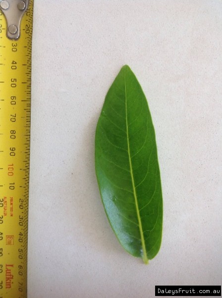 Leaf of the Black Sapote Superb