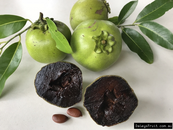 Black Sapote - Superb