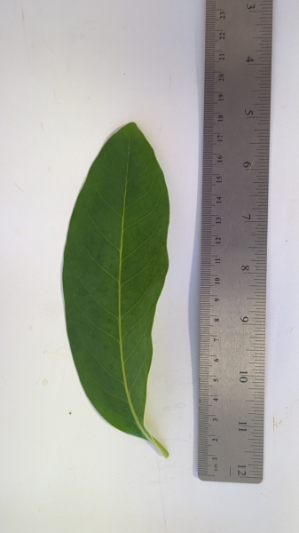 Leaf of the Black Sapote - Tahiti