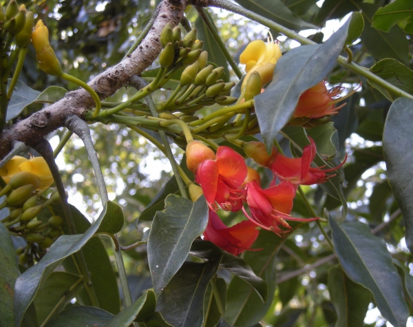 Castanospermum australe in flower compliments of wikipedia