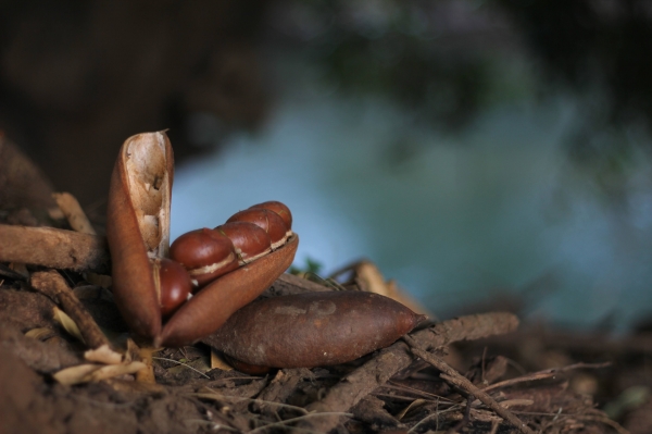 Black Bean pods opened showing the beans within