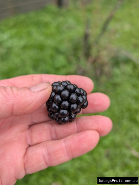 Thornless Chester Blackberries can be big like this one