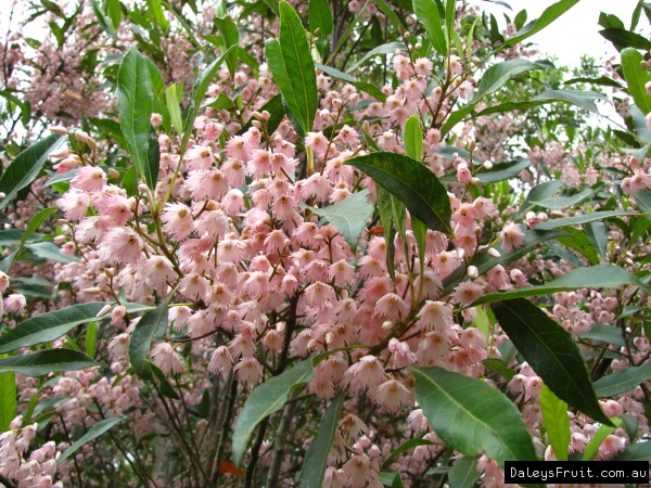 Blueberry Ash Prima Donna Tree - Elaeocarpus reticularis