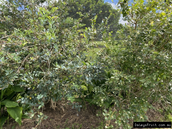 12 year old blueberry trees at Picones Exotic Orchard near Mullumbimby. Rabbiteye and Biloxi cross pollinating each other, fruiting from November to February