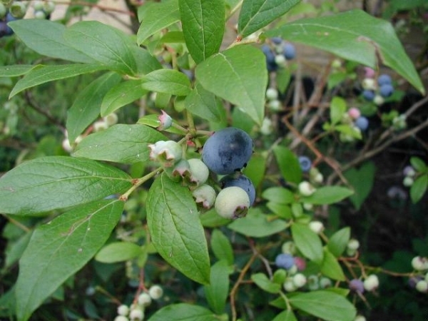 Blueberry Blue Rose Vaccinium corymbosum