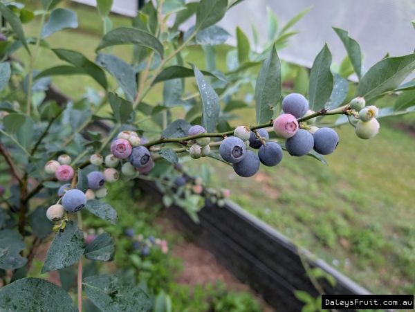 Brightwell berries ripening in succession at Daleys Nursery