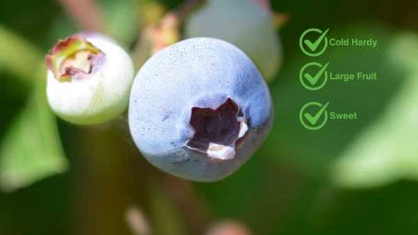 Blueberry Brigitta Ripening on the plant