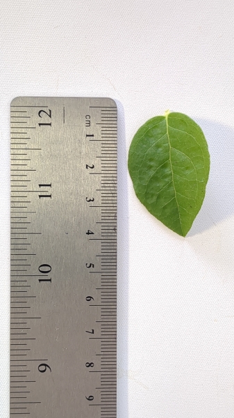 Leaf of the Blueberry - Brigitta