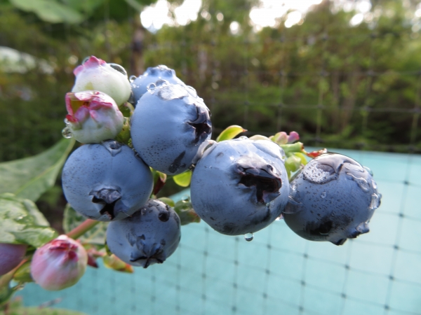 Blueberry fruit Vaccinium hybrid