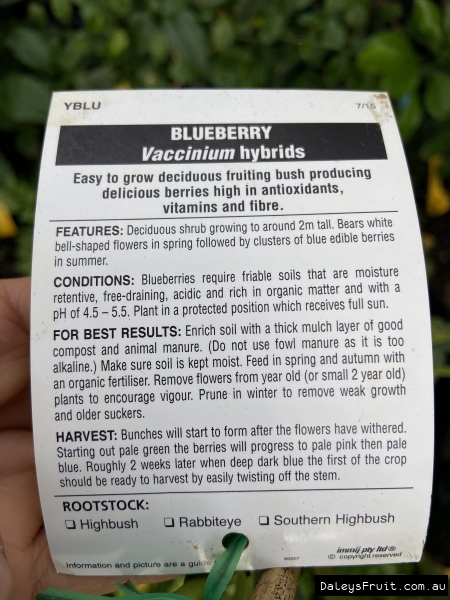 Care instructions for growing blueberries. Give them some love and they'll give you lots of fruit :)