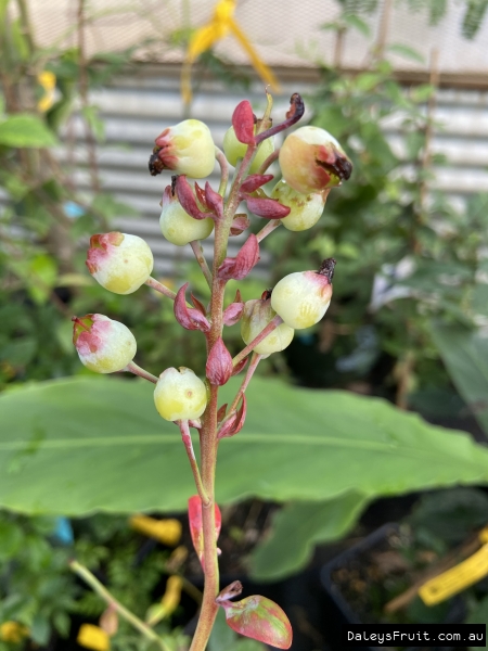 When berries turn blue you are ready to harvest. No beating around the bush- just pick and eat!