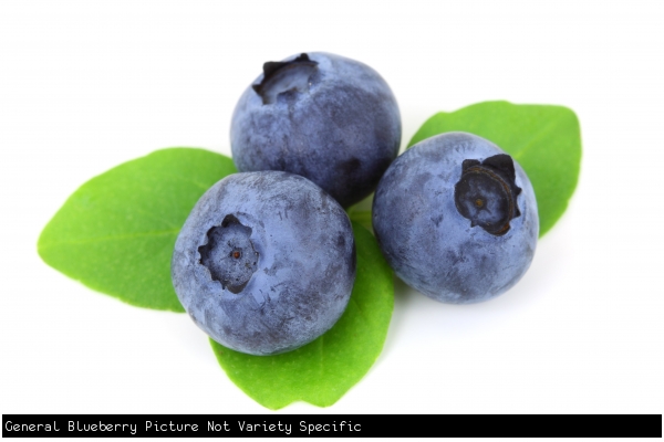 Generic Blueberry Image