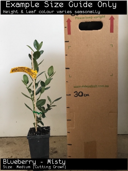 Blueberry - Misty For Sale (Size: Medium) (Cutting Grown)