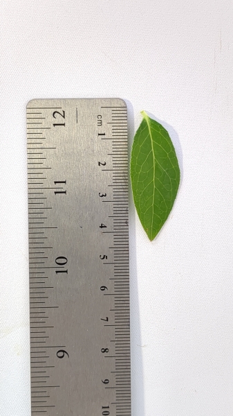 Leaf of the Blueberry - Northland