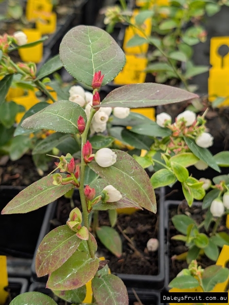 Vibrant red flush on Northland Blueberry in Winter