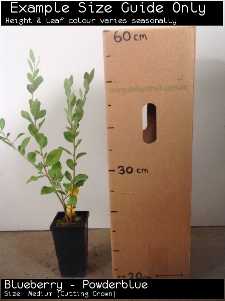 Blueberry - Powderblue For Sale (Size: Medium) (Cutting Grown)