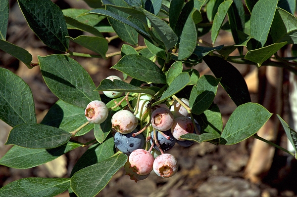 Buy Powderblue Blueberry Plant - Vaccinium virgatum