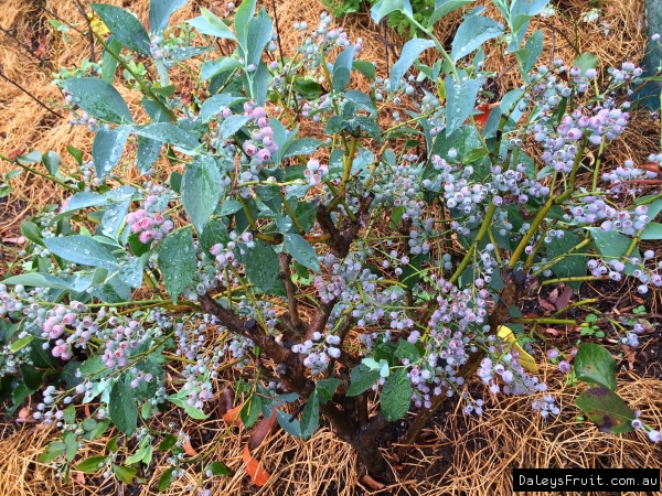 Powderblue blueberry plant covered in ripening blueberry fruit