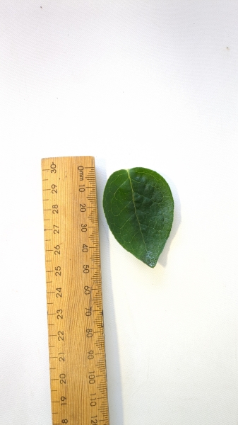Leaf of the Blueberry - Sharpblue
