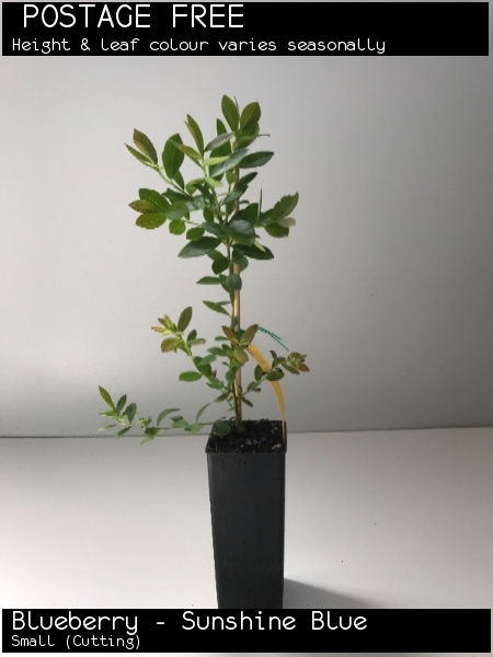 Blueberry - Sunshine Blue For Sale (Small)