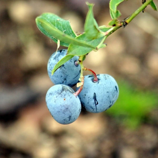 Blueberry tifblue