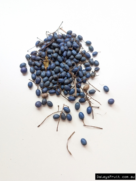 Bright blue drupes from the blueberry ash tree