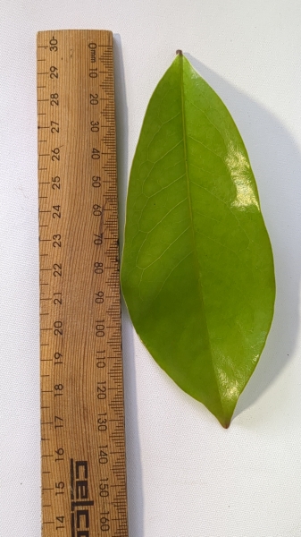 Leaf of the Bolwarra