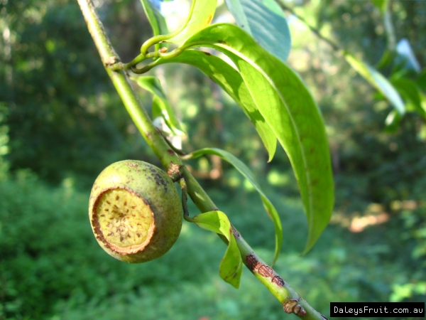 Bolwarra fruit