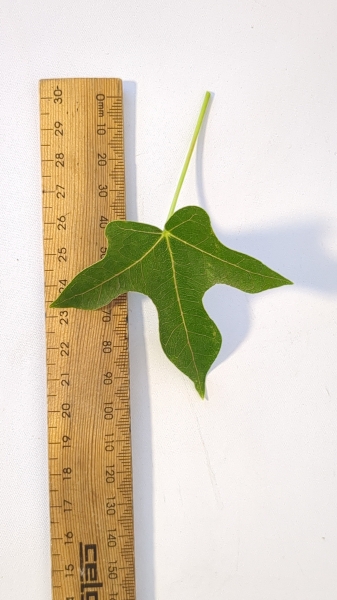 Leaf of the Bottle Tree - Broad-leaved