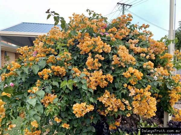 Bougainvillia Thai Gold at Panings place Geneva Kyogle showing the very bright orange flowers all over the tree.