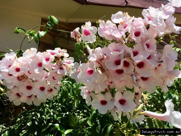 One of the best native flowering climbers Bower of Beauty