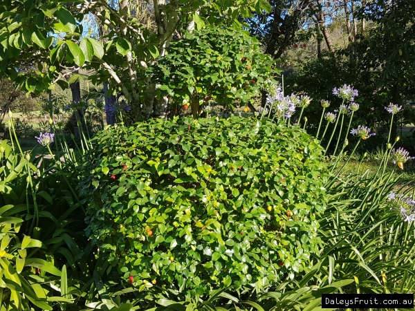 Brazilian Cherry Hedged into shape