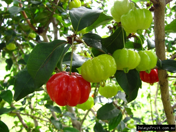 Brazillian Cherrys ripening on the tree
