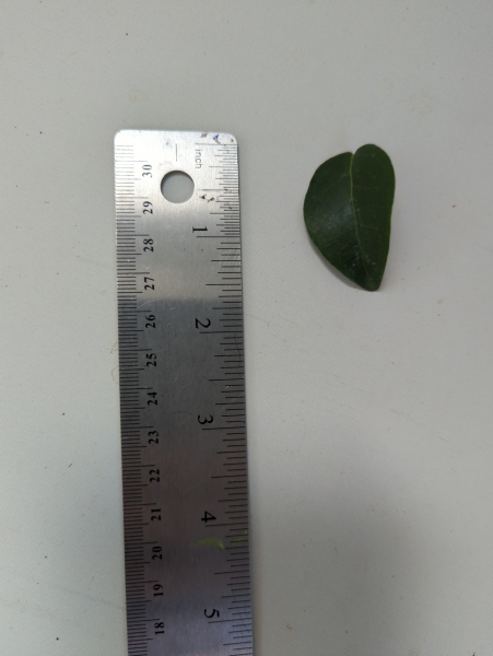 Leaf of the Brazilian Cherry - Sweet Red Beauty